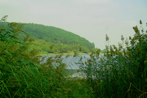Çatalca Dağyenice Mahallesi Satılık Arsa ve Tarla Fiyatları 2 dagyenice satilik tarla